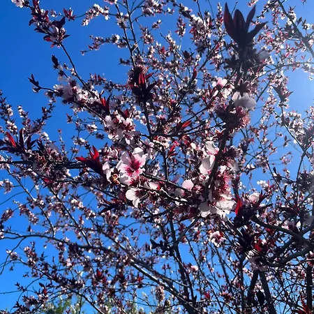 Zulia Suites, Masca, Teide Gigantes, Excursions, Ac, Wifi7 Apartmán Santiago del Teide